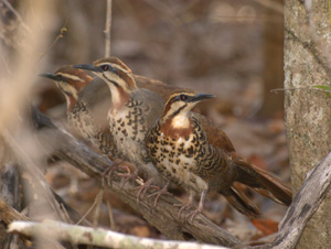 Mesitornis variegata