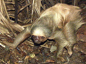 Choloepus didactylus