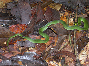 Liophis typhlus