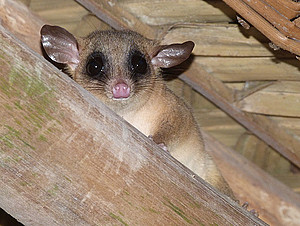 Mausopossum