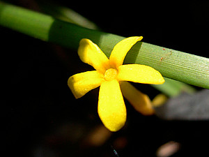 Voyria flavescens